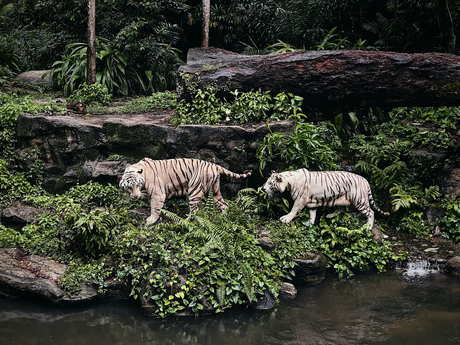 white and black tiger on water