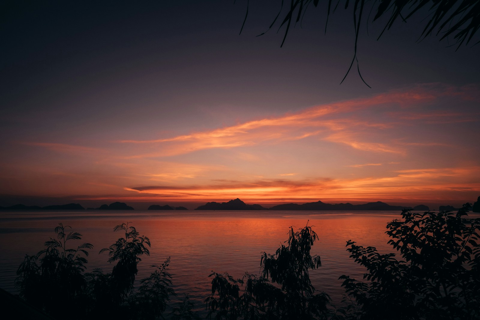 silhouette of plants beside body of water