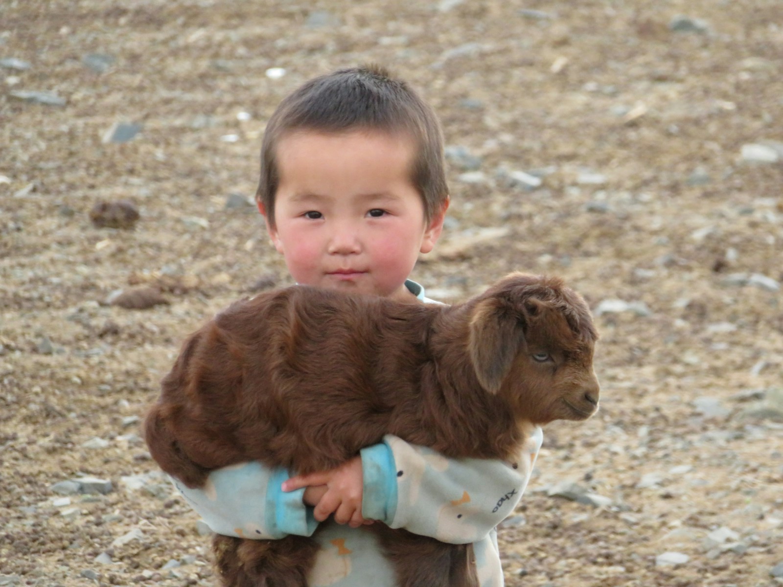 boy in white shirt and blue pants sitting on ground with brown and white short coated