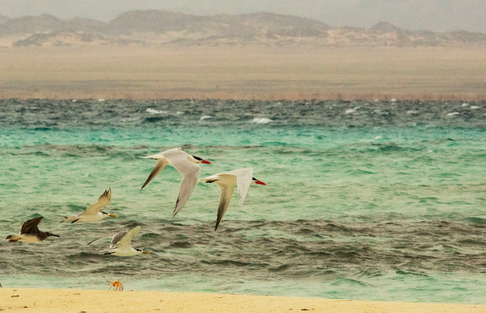 five white birds flying above sea